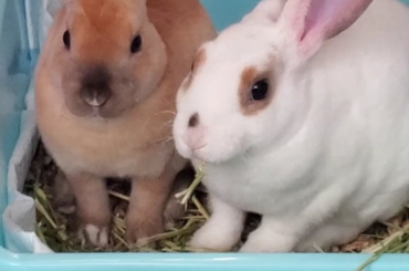 Little bunny, big yawn!
