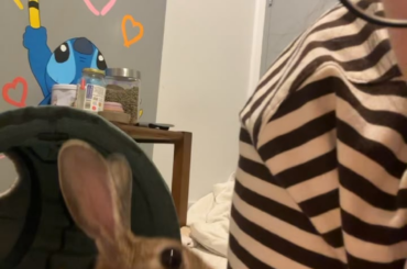 Peri is very fond of digging into my clothes at the moment