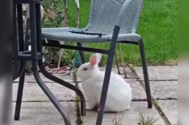 Adopted rescue rabbit is annoyed with me!