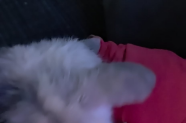 Ledger 11 weeks 💙