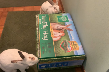 Box secured. Hay detected. Chaos initiated. We will not rest until this box is opened.