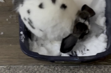 Chip’s 1st Snow Day!