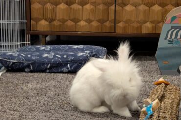 Steroids for thymoma in rabbit with history of e.cuniculi