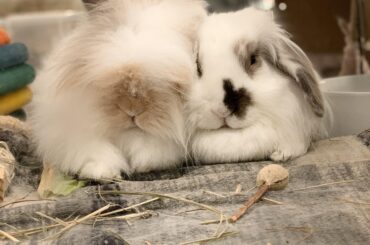 Gardening for bunnies