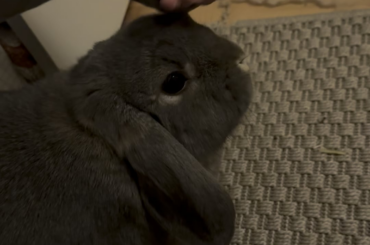 Is my bunny enjoying this?
