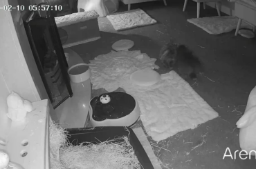 Loki's little dance to tell Eisa it's breakfast time is so cute 🥰