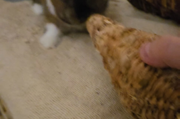 Chewy tiny little boy