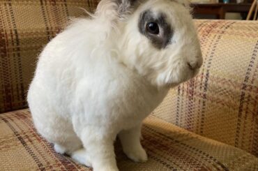 Register now for House Rabbit Society's senior rabbit care class on Zoom!