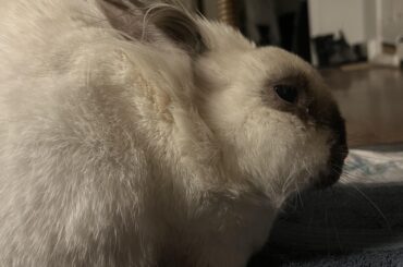 Chloe is still hanging in there despite her cancer. She’s beginning to slow down and doesn’t have much of an appetite