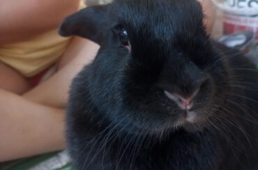 My little babys 🐇🩵💛