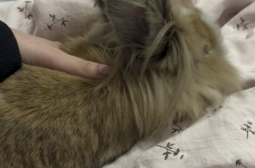 Flopping while being pet, I feel like I won at life 🥹