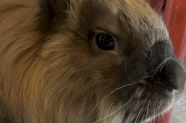 Morning face massage so he is relaxed enough to cause chaos