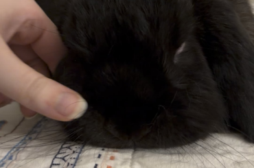 So…..does the super shedding ever stop? 😂