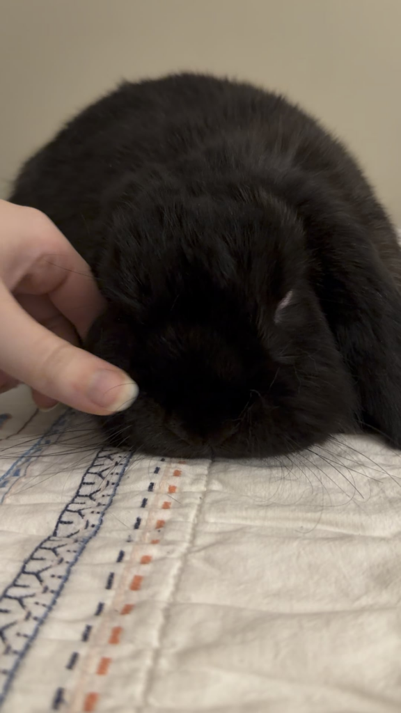 So…..does the super shedding ever stop? 😂