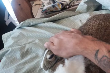Moxy getting pets