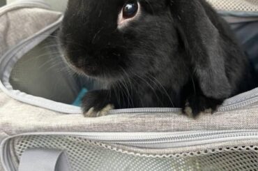 He's a "people" bunny