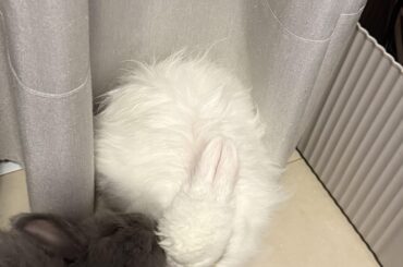 Bunny decided to explore and inside a very dusty couch, here’s the result: