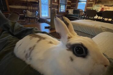 My good bunny watching bad bunny