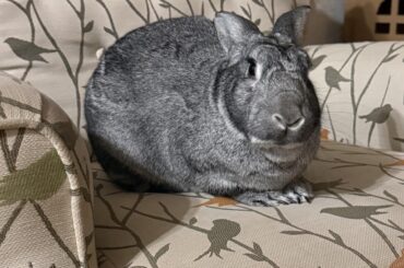 is my bunny overweight?? she’s a flemish rabbit mix (i don’t know what else she’s mixed with) i can feel her spine and such, she just looks like she’s gaining weight