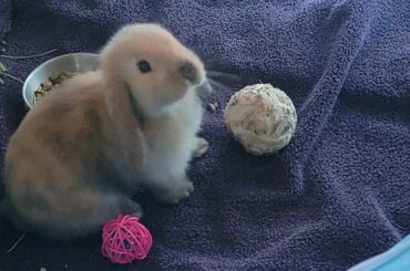 What coat color/pattern is my Holland Lop?