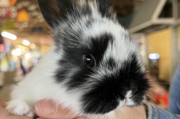 Can anyone tell me what breed she is