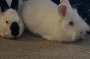 My bunnies won’t come out of their pen when they’re let out