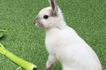 What breed is my baby?