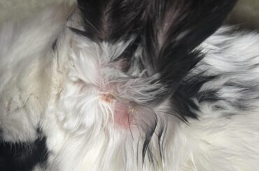 Is this just dry skin or sign of mites?