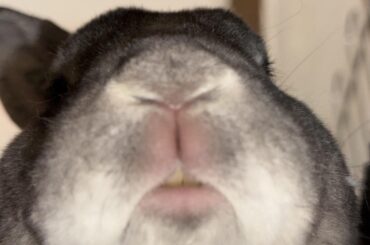 What are everyone’s pet security camera recommendations? (Central Europe)