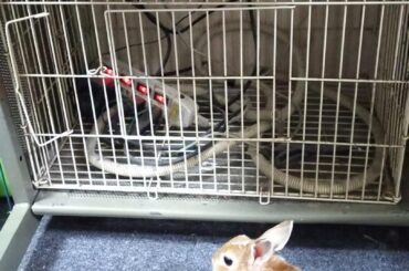 The right way to do it: Cables inside, bun outside.