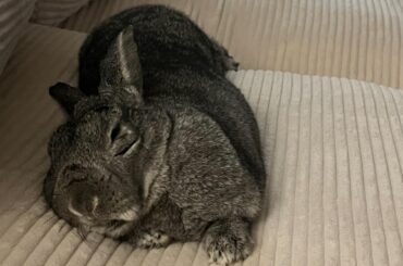 Eeyore age 5 years old has passed out on the couch