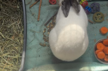 How do i keep him from from spilling his bowl