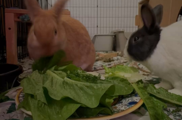 Time lapse your buns immediately ‼️