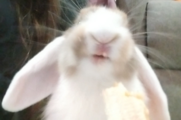 How to deal with the death of my best bun friend?