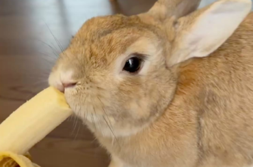gimme nanner and you can pet me 🍌