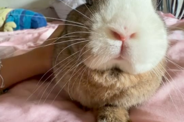 My boy Chino asking for pets! 🥺