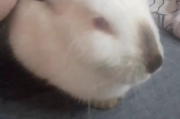 Is she comfy? I put "rabbit music" and shes been still as a rock