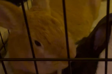 Hang in there! Bonding rabbits