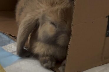 My first time being a bun mom!