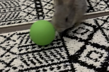 Vinny has discovered a ball
