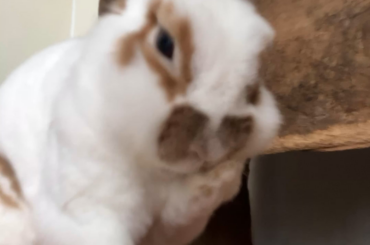 Why is my rabbit making this sound?