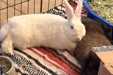 I have to keep taking breaks during cleaning because they’re so darn cute