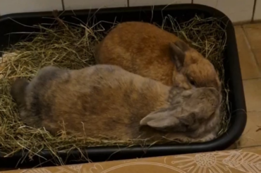 Dora and Molly being all lovey-dovey