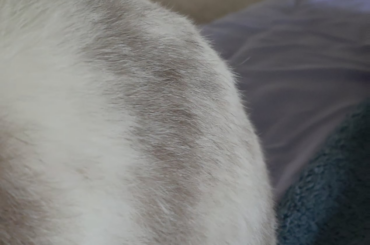 Butt Twitches for Strawberries 🍓