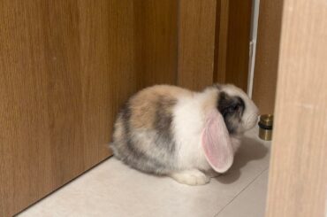 Holland or Mini lop?