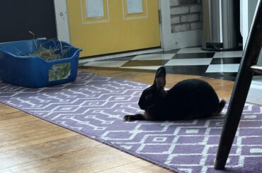 Silhouette Bun