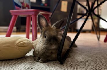 Aspen/Pine bedding vs Paper