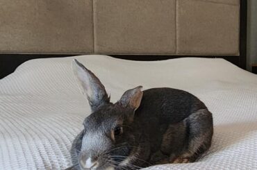 Mango enjoying the hotel suite