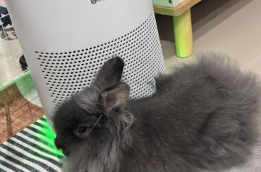 He likes to be by the air purifier