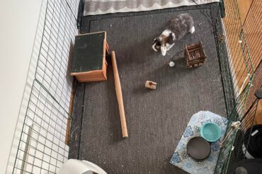 Cage update: new rug in place